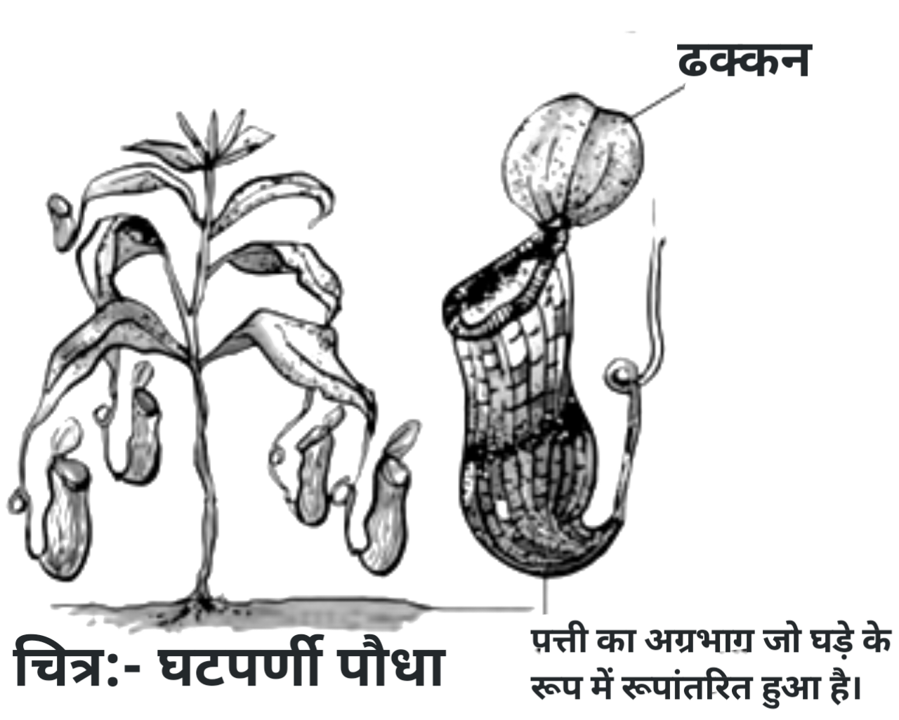 विज्ञान कक्षा 7 इकाई 6 पौधों मे पोषण घटपर्णी पौधे का नामांकित चित्र 