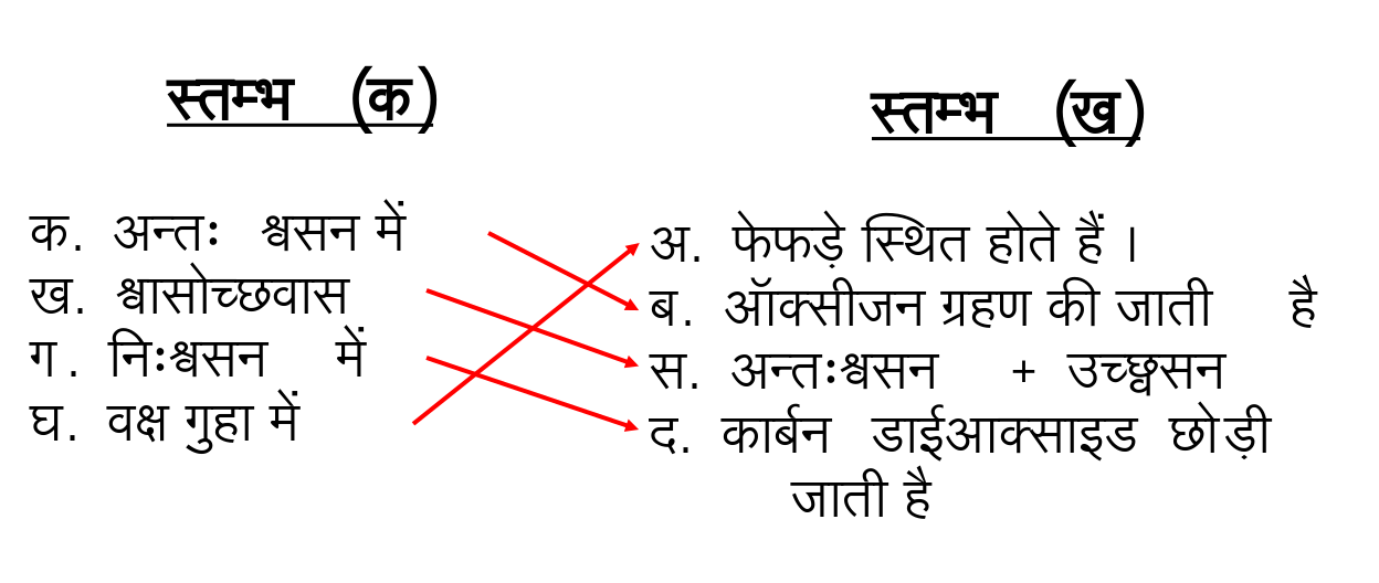 विज्ञान कक्षा 7 इकाई 8 जीवों मे श्वसन  मिलान करो.png
