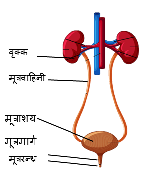 उत्सर्जन तंत्र विज्ञान कक्षा 7 इकाई 10 जीवों मे उत्सर्जन मानव का उत्सर्जन तंत्र