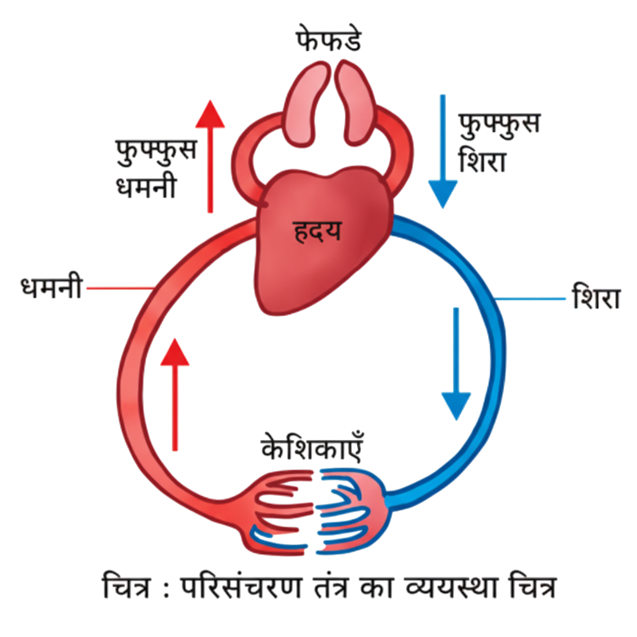 विज्ञान कक्षा 7 इकाई 9 जंतुओं एवं पौधों मे परिवहन मानव का परिसंचरण तंत्र