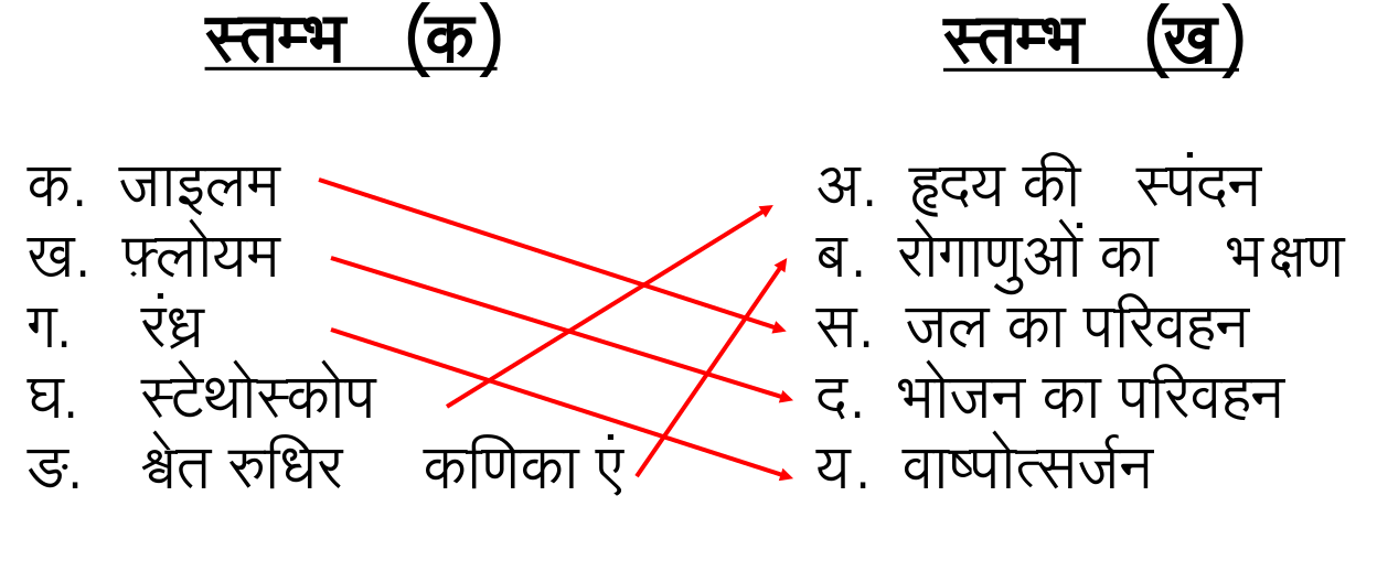 % इकाई 9 - जन्तुओं एवं पौधों में परिवहन Vigyan Ruchi