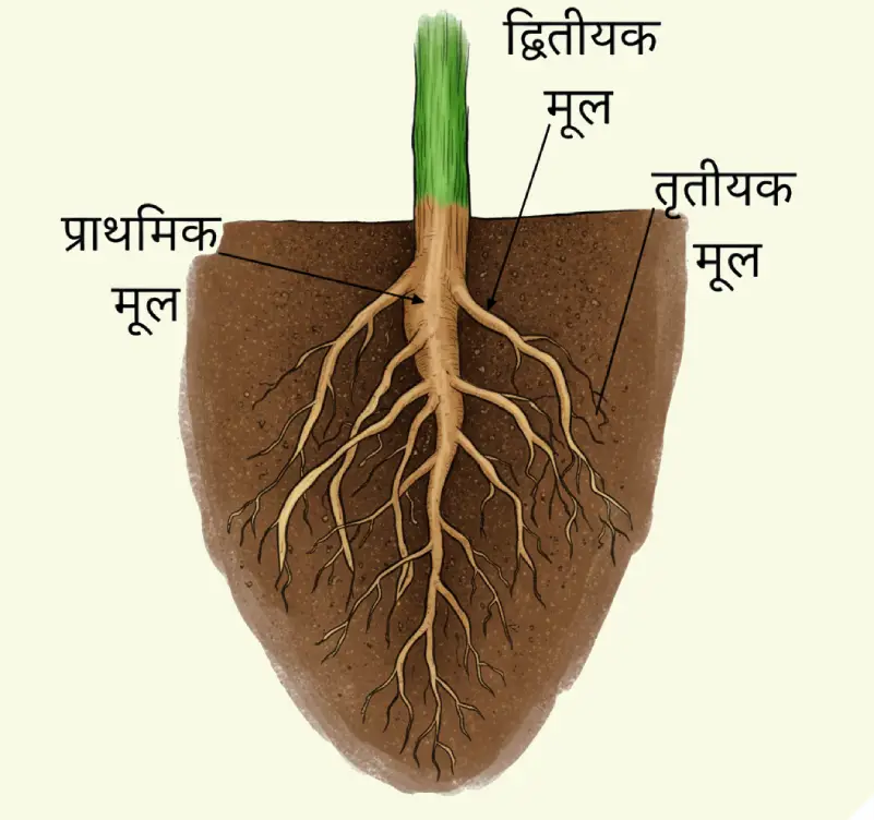 कक्षा 6 इकाई 6 जीव जगत मूसला जड़ तंत्र कक्षा 6 इकाई 6 जीव जगत मूसला जड़ तंत्र