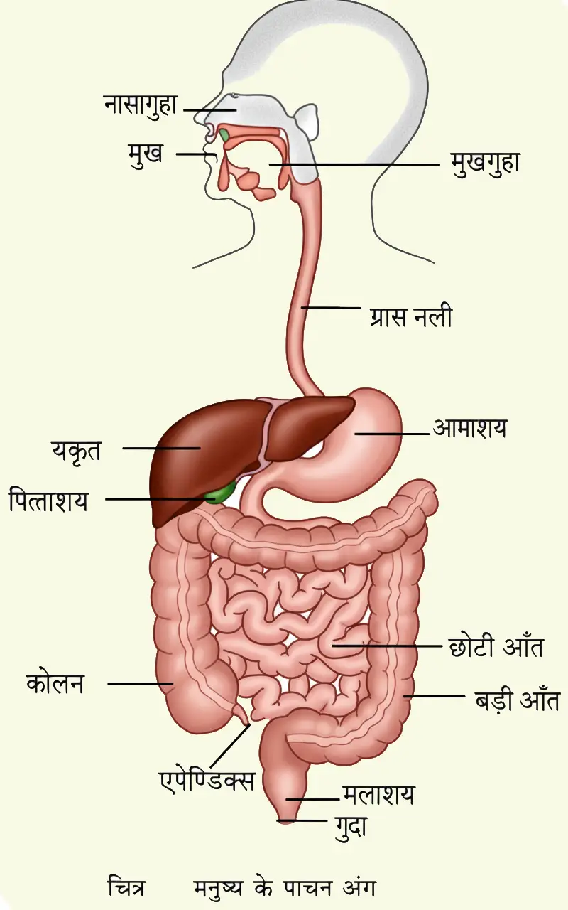 विज्ञान कक्षा 6 इकाई 7 जन्तु की संरचना व कार्य मनुष्य के पाचन अंग या तंत्र का नामांकित चित्र विज्ञान कक्षा 6 इकाई 7 जन्तु की संरचना व कार्य मनुष्य के पाचन अंग या तंत्र का नामांकित चित्र