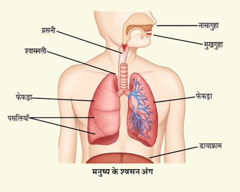 विज्ञान कक्षा 6 इकाई 7 जन्तु की संरचना व कार्य मनुष्य के श्वसन अंग का नामांकित चित्र .jpg विज्ञान कक्षा 6 इकाई 7 जन्तु की संरचना व कार्य मनुष्य के श्वसन अंग का नामांकित चित्र .jpg