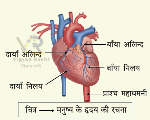 विज्ञान कक्षा 6 इकाई 7 जन्तु की संरचना व कार्य मनुष्य के हृदय नामांकित चित्र .jpg विज्ञान कक्षा 6 इकाई 7 जन्तु की संरचना व कार्य मनुष्य के हृदय नामांकित चित्र .jpg