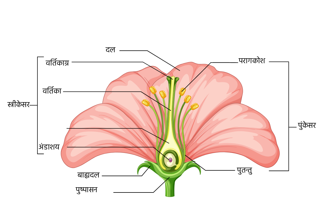 चित्र:- पौधों क्वे जनन अंग विज्ञान कक्षा 7 इकाई 11 पौधों मे जनन पुष्प क्वे अंग जनन अंग